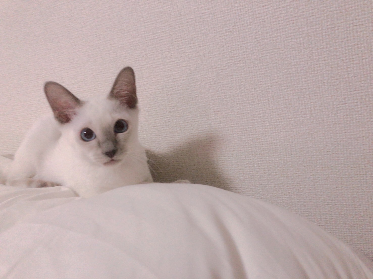 芦田一坤の猫