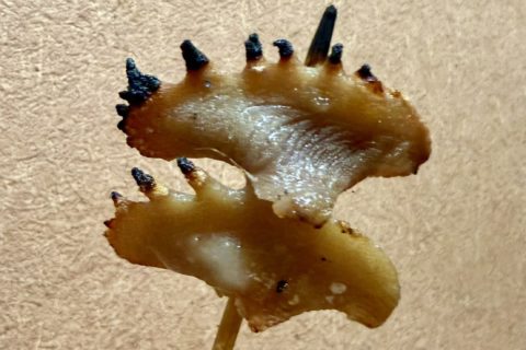 神楽坂の焼き鳥屋