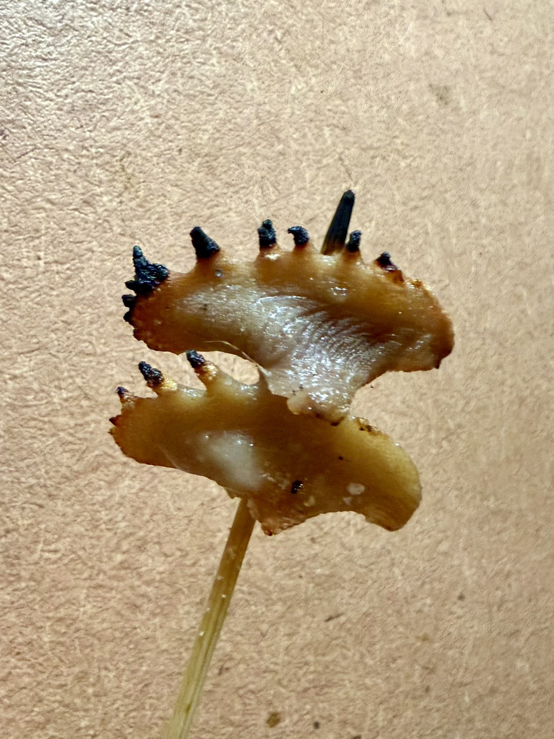 神楽坂の焼き鳥屋