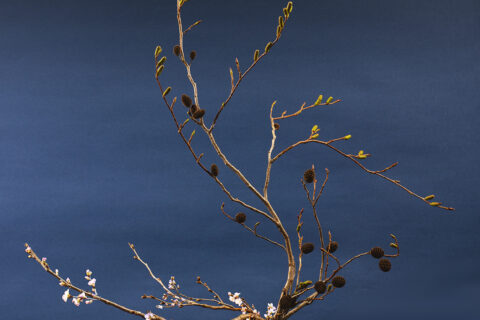 ヤシャブシと慶応桜の二種生け