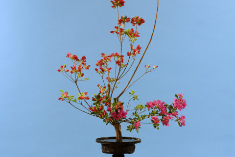 季節の先取りを感じながら「霧島躑躅」の古典生花一種生け